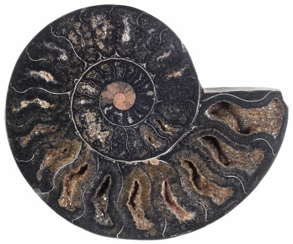 Split Black/Orange Ammonite (Half) - Unusual Coloration #55677